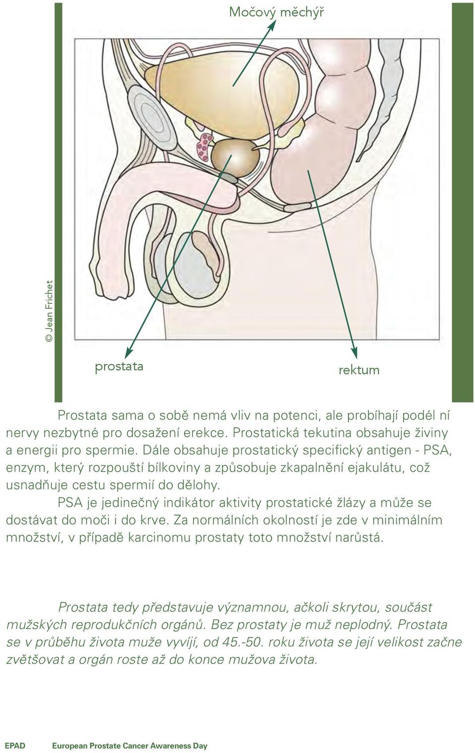 D le Dále obsahuje prostatický specifický antigen antigen - PSA, - PSA, enzym, který rozpoušt rozpouští b lkoviny bílkoviny a způsobuje zkapalněn zkapalnění ejakul tu, ejakulátu, což usnadňuje cestu