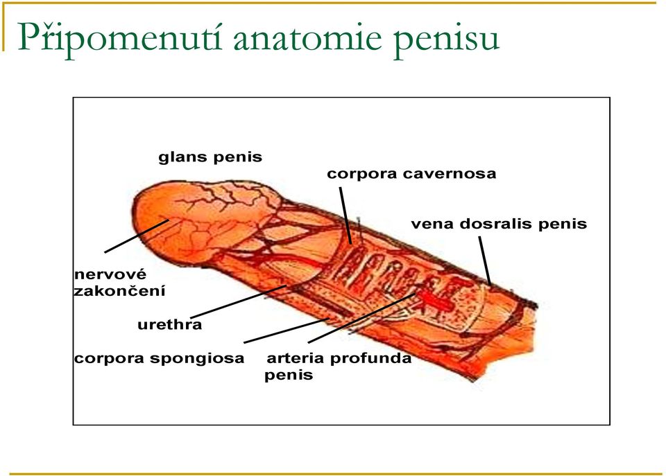 dosralis penis nervové zakončení