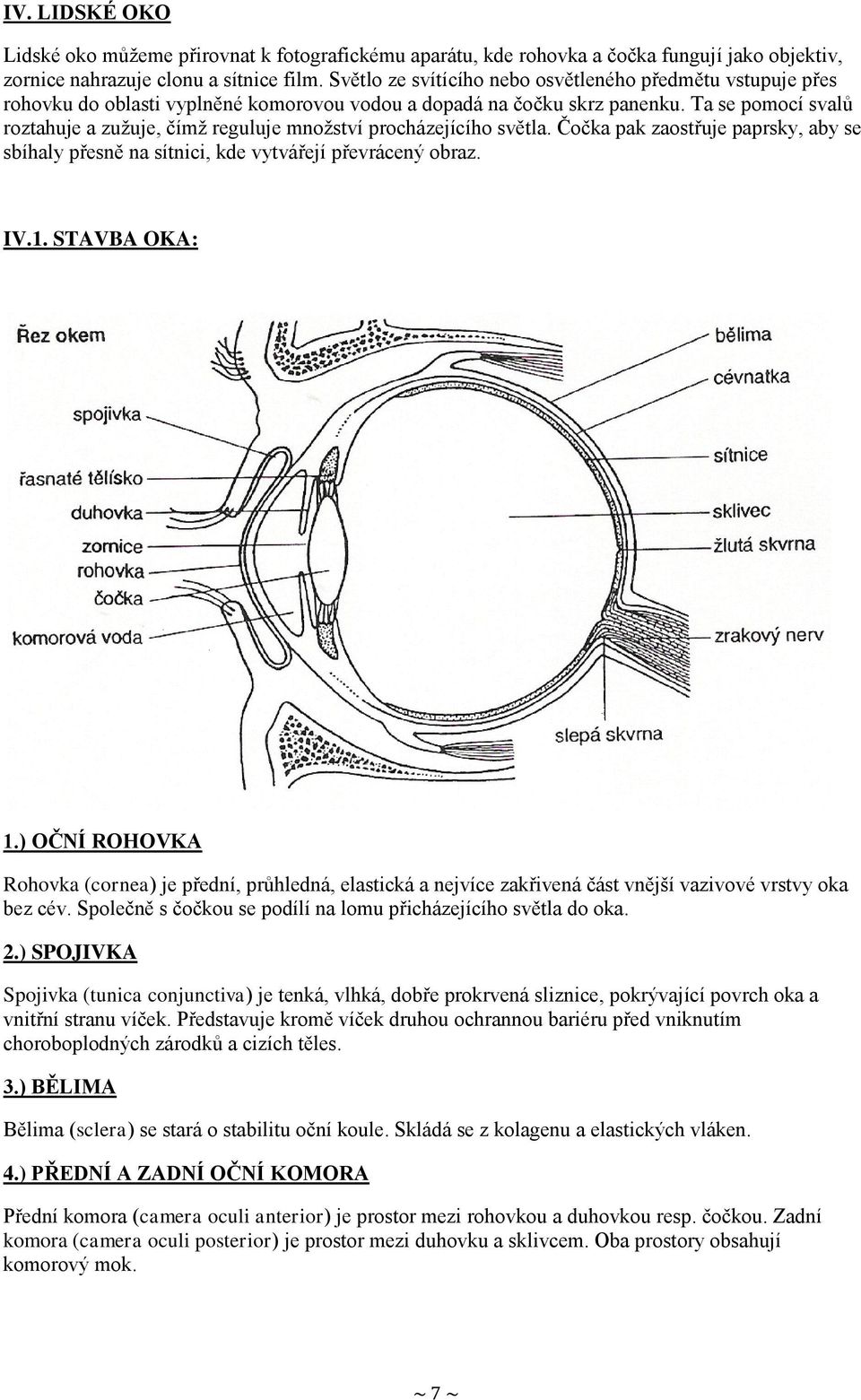 Ta se pomocí svalů roztahuje a zužuje, čímž reguluje množství procházejícího světla. Čočka pak zaostřuje paprsky, aby se sbíhaly přesně na sítnici, kde vytvářejí převrácený obraz. IV.1. STAVBA OKA: 1.