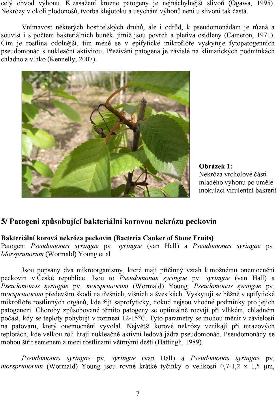 Čím je rostlina odolnější, tím méně se v epifytické mikroflóře vyskytuje fytopatogenních pseudomonád s nukleační aktivitou.