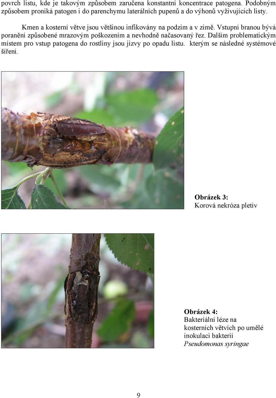 Kmen a kosterní větve jsou většinou infikovány na podzim a v zimě.