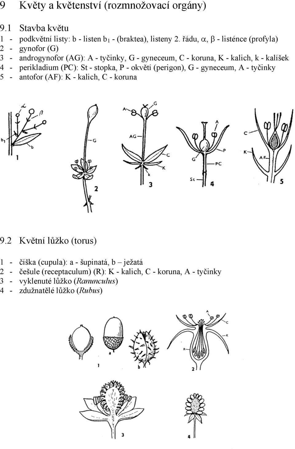 perikladium (PC): St - stopka, P - okvětí (perigon), G - gyneceum, A - tyčinky 5 - antofor (AF): K - kalich, C - koruna 9.