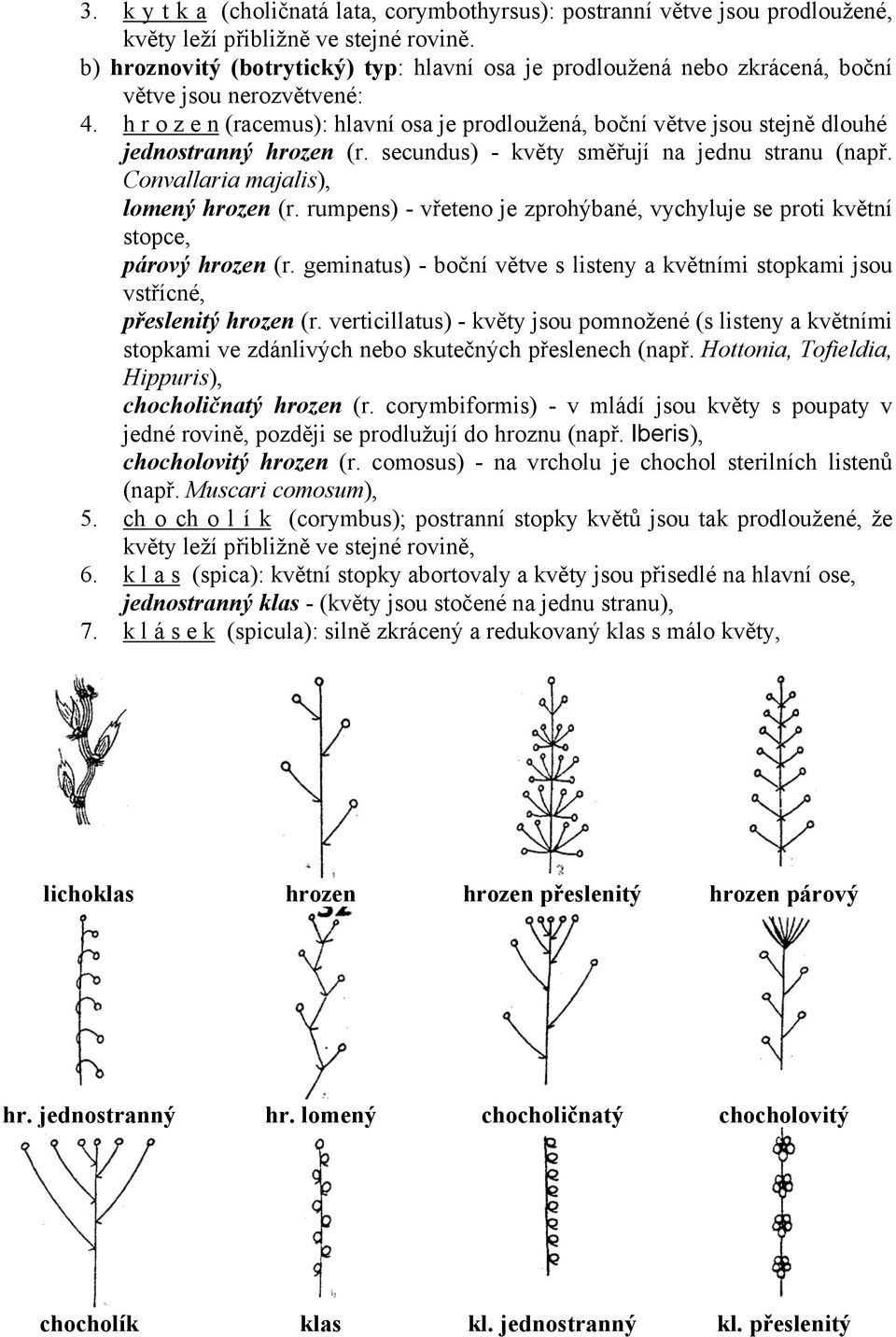 h r o z e n (racemus): hlavní osa je prodloužená, boční větve jsou stejně dlouhé jednostranný hrozen (r. secundus) - květy směřují na jednu stranu (např. Convallaria majalis), lomený hrozen (r.