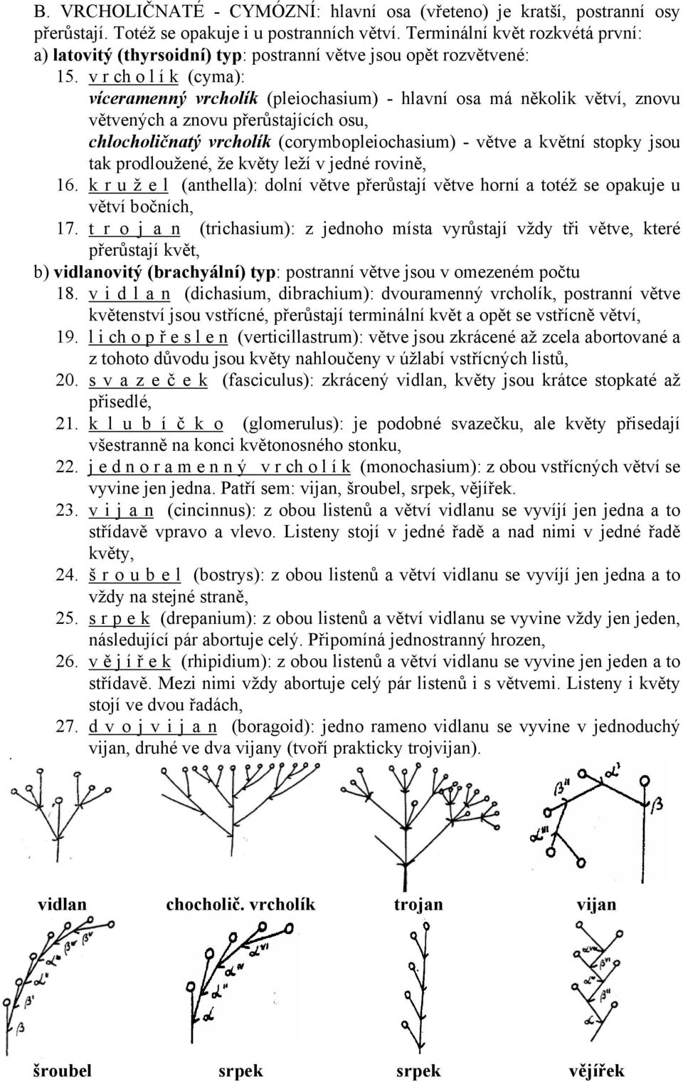 v r ch o l í k (cyma): víceramenný vrcholík (pleiochasium) - hlavní osa má několik větví, znovu větvených a znovu přerůstajících osu, chlocholičnatý vrcholík (corymbopleiochasium) - větve a květní