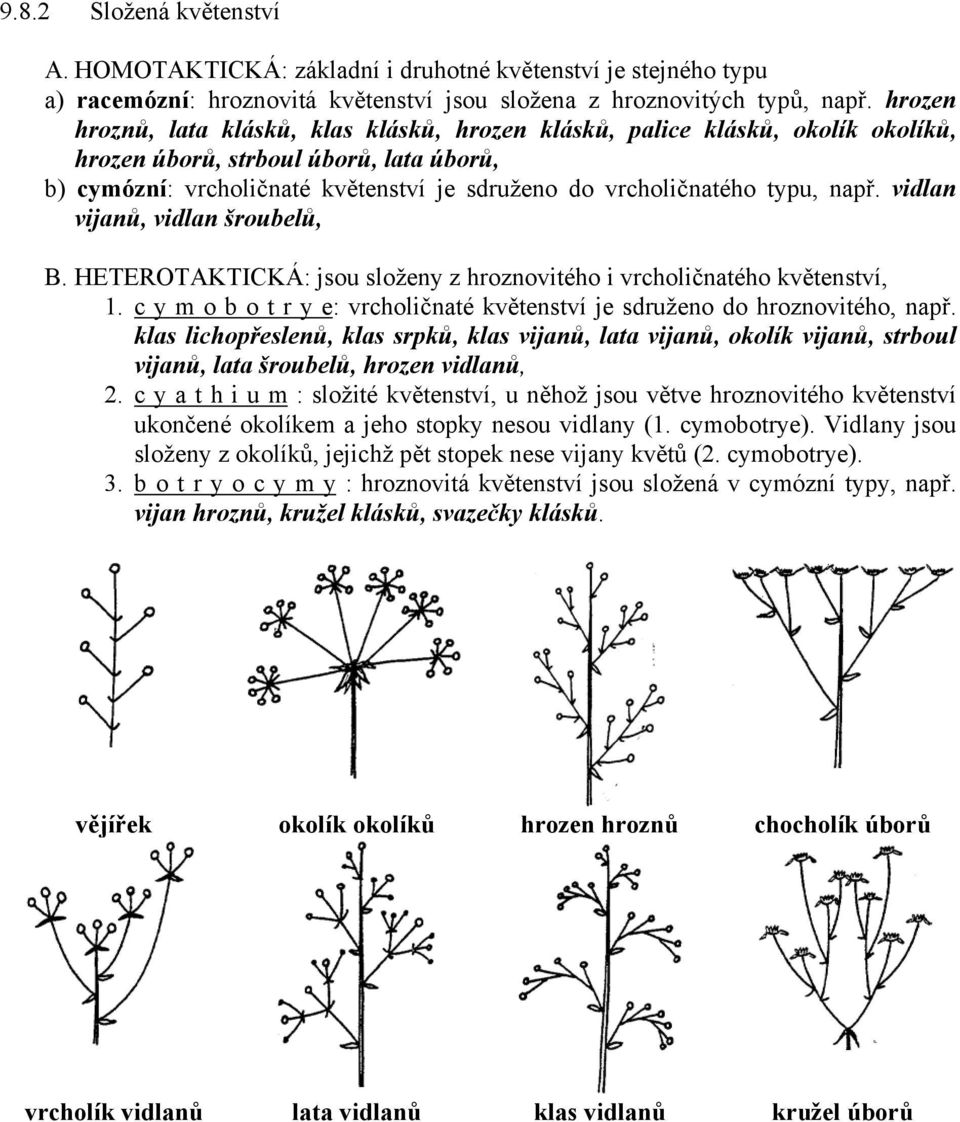 např. vidlan vijanů, vidlan šroubelů, B. HETEROTAKTICKÁ: jsou složeny z hroznovitého i vrcholičnatého květenství, 1. c y m o b o t r y e: vrcholičnaté květenství je sdruženo do hroznovitého, např.