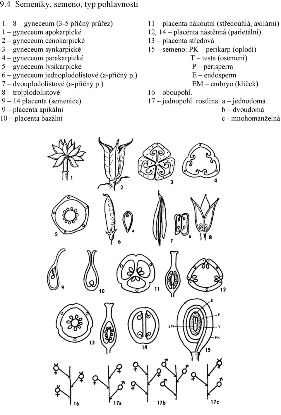 ) 8 trojplodolistové 9 14 placenta (semenice) 9 placenta apikální 10 placenta bazální 11 placenta nákoutní (středoúhlá, axilární) 12, 14 placenta nástěnná