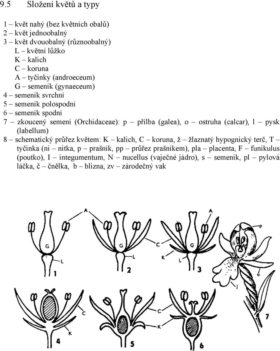 (calcar), l pysk (labellum) 8 schematický průřez květem: K kalich, C koruna, ž žlaznatý hypognický terč, T tyčinka (ni nitka, p prašník, pp průřez