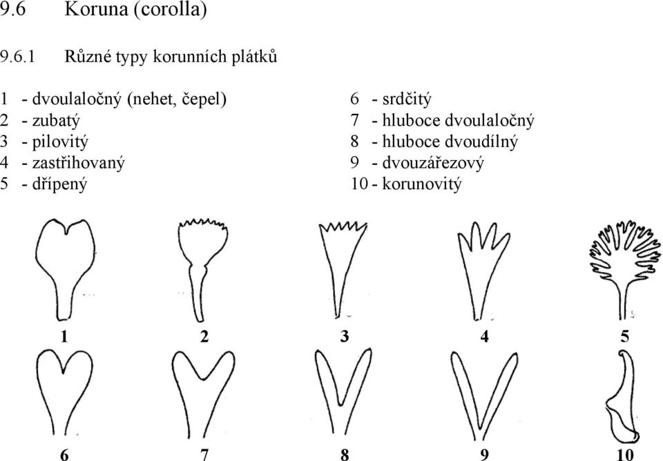 zastřihovaný 5 - dřípený 6 - srdčitý 7 - hluboce dvoulaločný 8