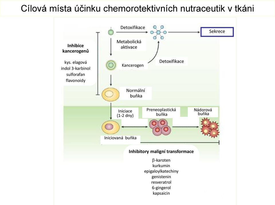 elagová indol 3-karbinol sulforafan flavonoidy Kancerogen Normální buňka Detoxifikace Iniciace (1-2 dny)