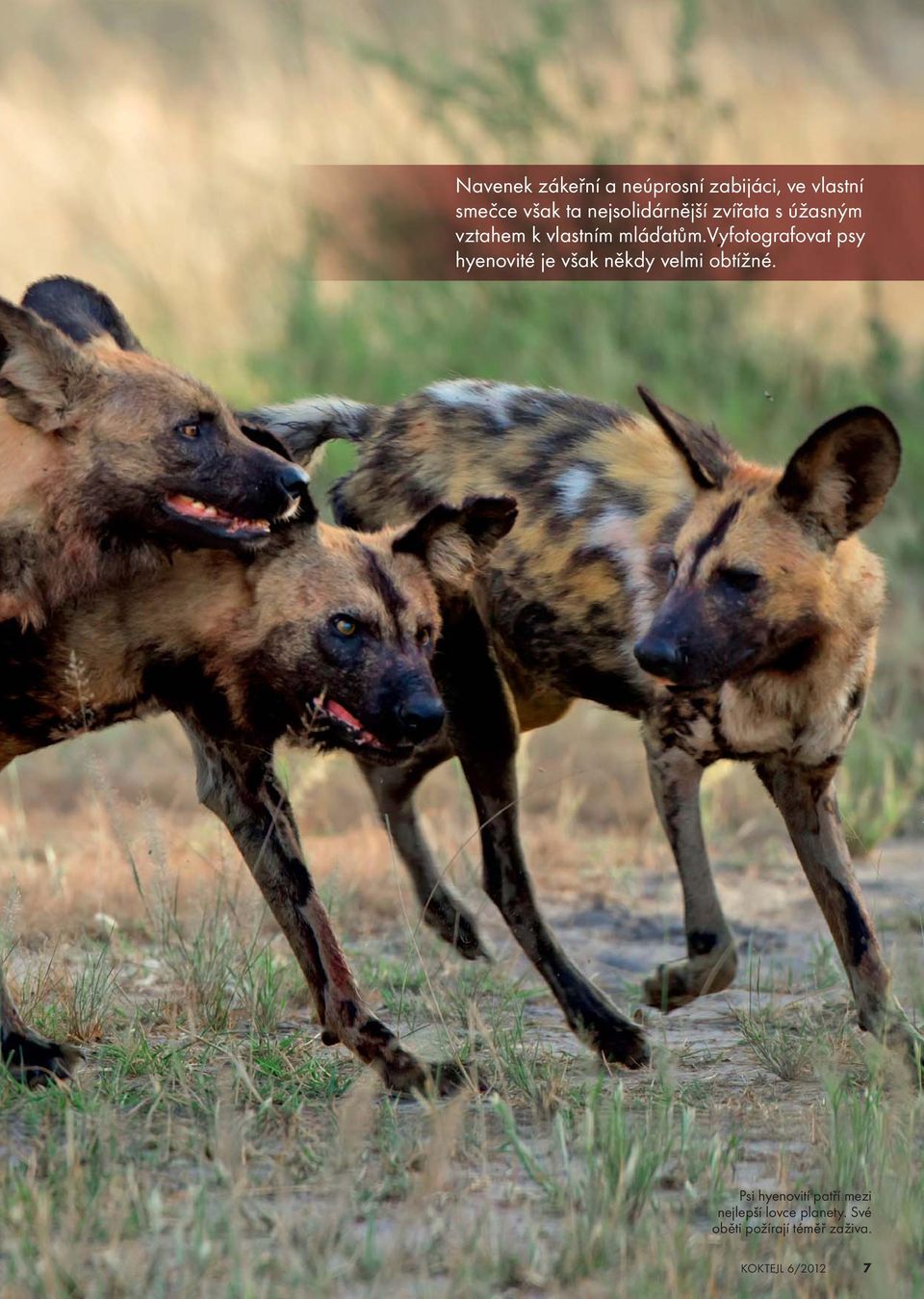 vyfotografovat psy hyenovité je však někdy velmi obtížné.
