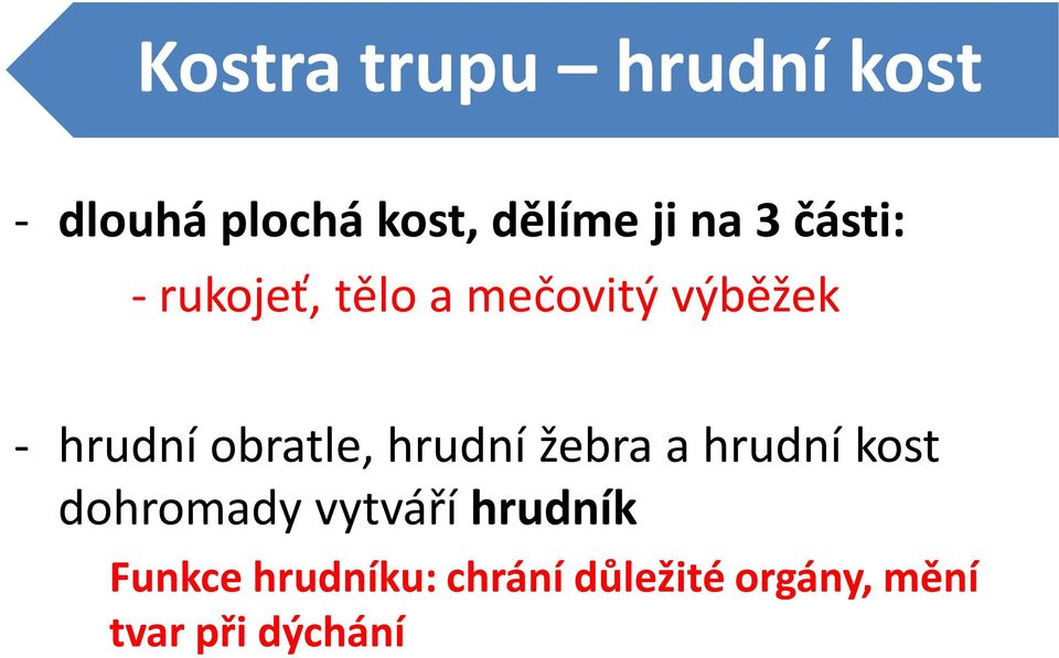 obratle, hrudní žebra a hrudní kost dohromady vytváří