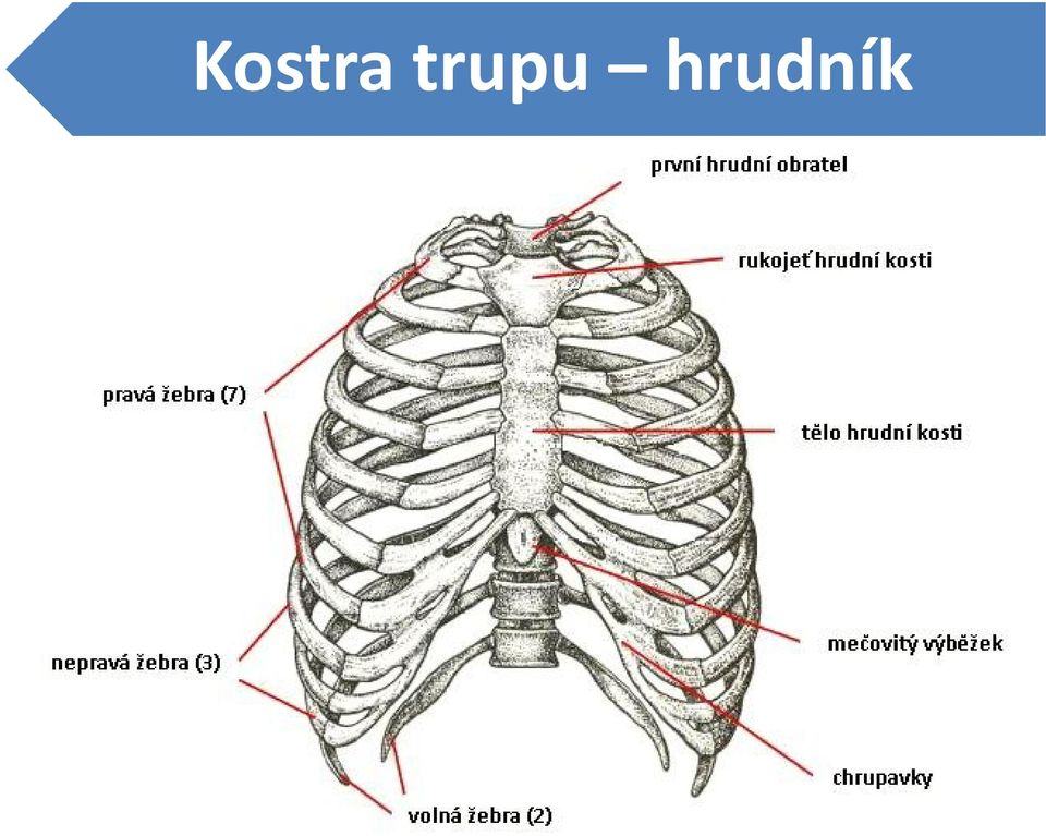 hrudník