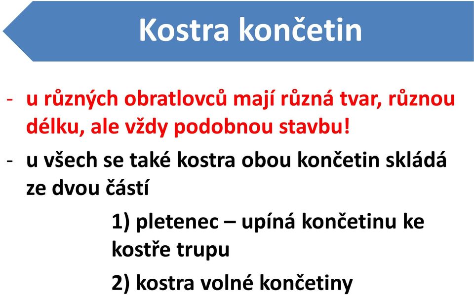 - u všech se také kostra obou končetin skládá ze dvou