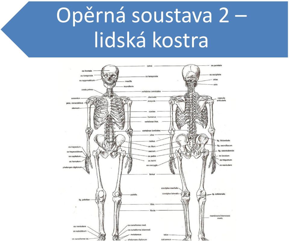 2 lidská