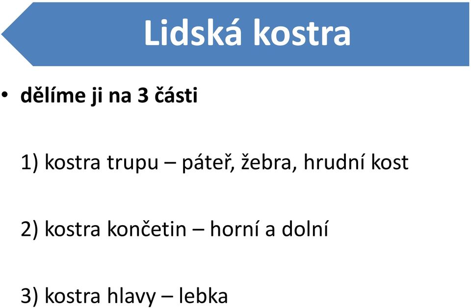 žebra, hrudní kost 2) kostra