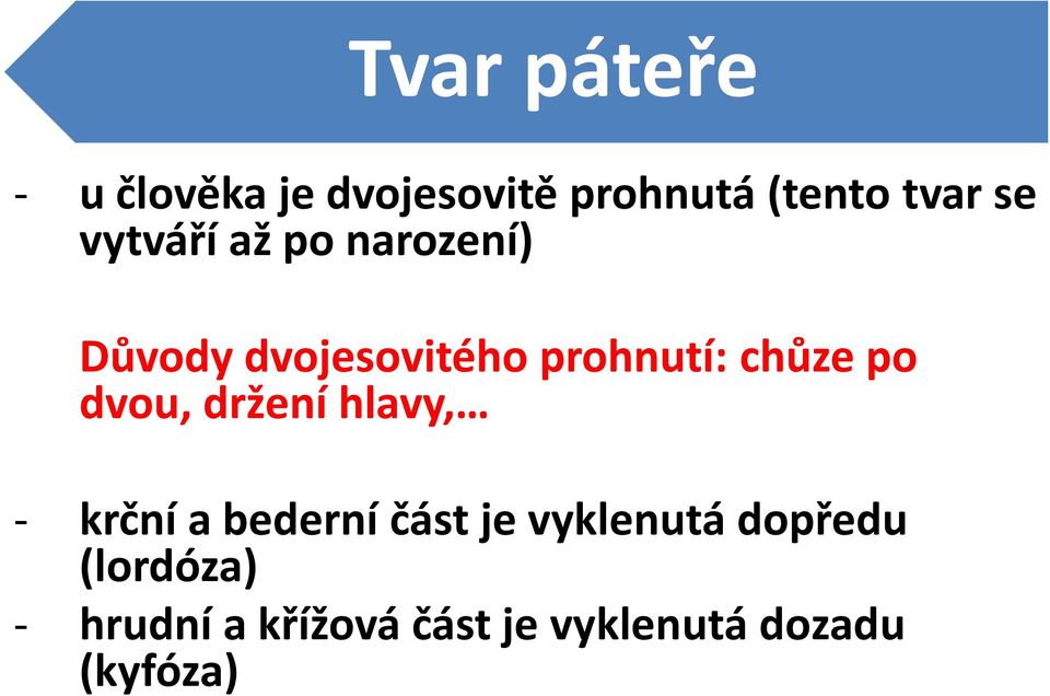 dvou, držení hlavy, - krční a bederní část je vyklenutá dopředu