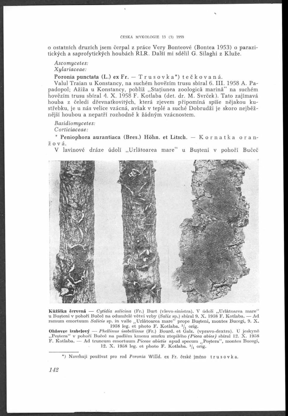 Papadopol; Ažiža u Konstancy, poblíž Statiunea zoologicá m ariná na suchém hovězím trusu sbíral 4. X. 1958 F. K otlaba (det. dr. M. Svrček).