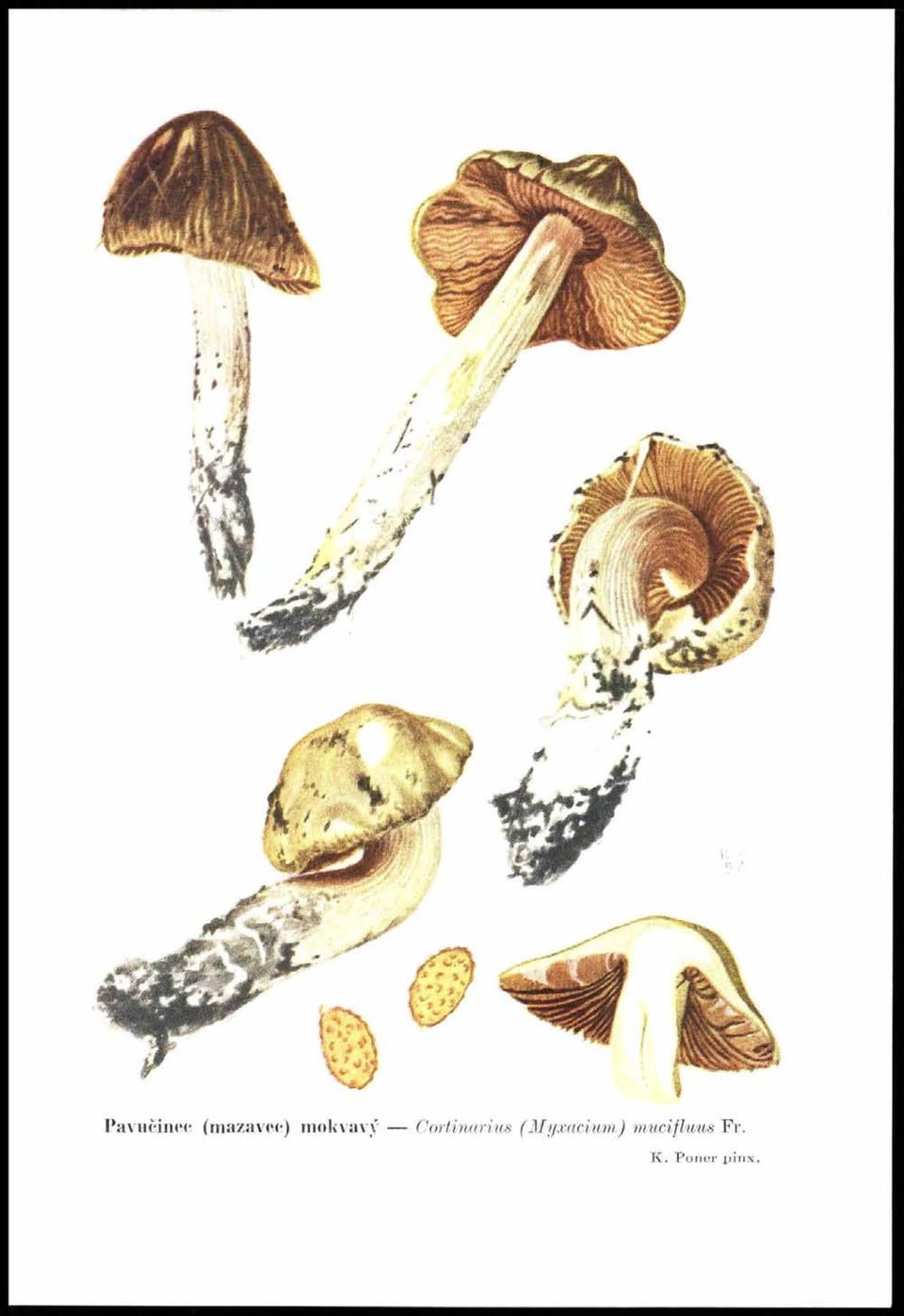 Cortinarius (Myxacium)