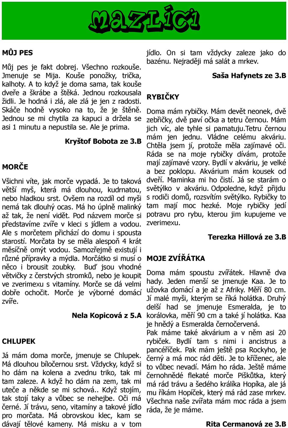 B Všichni víte, jak morče vypadá. Je to taková větší myš, která má dlouhou, kudrnatou, nebo hladkou srst. Ovšem na rozdíl od myši nemá tak dlouhý ocas. Má ho úplně malinký až tak, že není vidět.