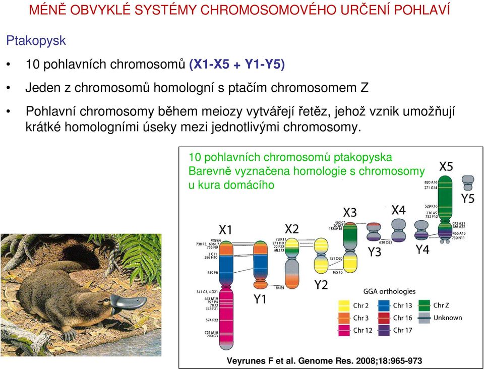 jehož vznik umožňují krátké homologními úseky mezi jednotlivými chromosomy.