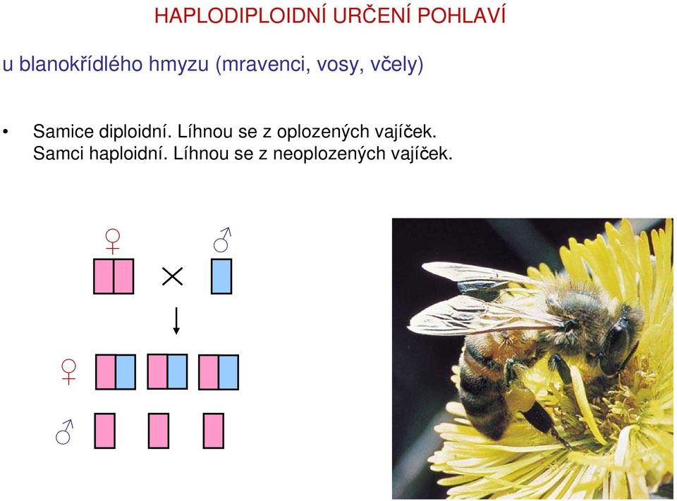 Samice diploidní.