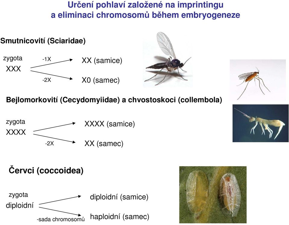 (Cecydomyiidae) a chvostoskoci (collembola) zygota XXXX -2X XXXX (samice) XX (samec)