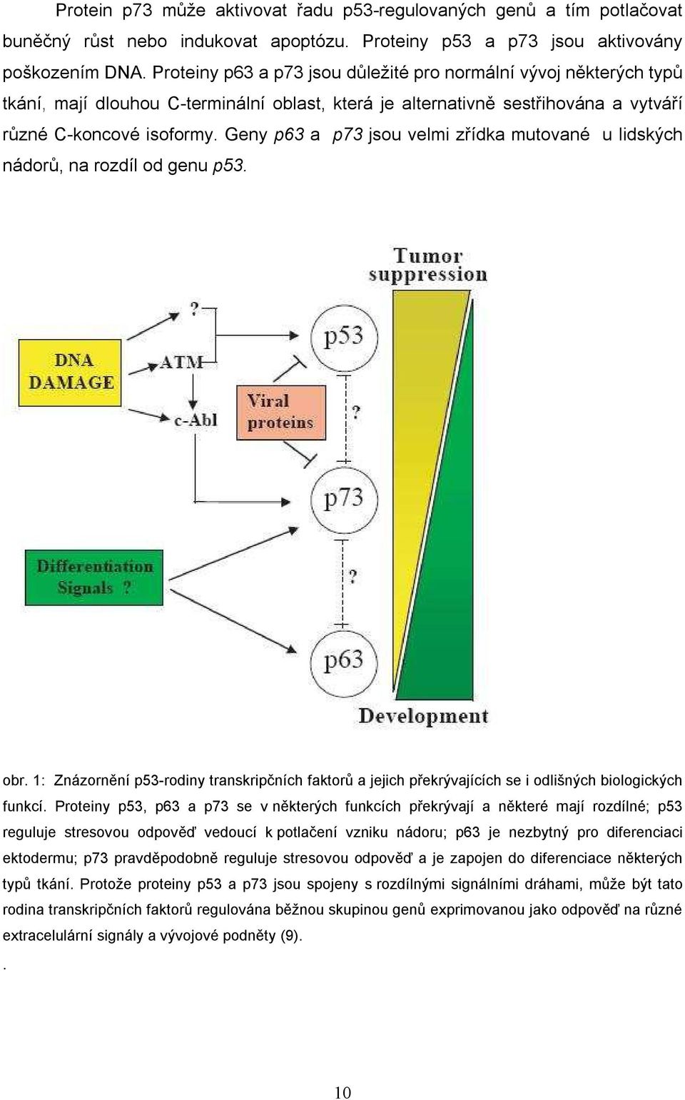 Geny p63 a p73 jsou velmi zřídka mutované u lidských nádorů, na rozdíl od genu p53. obr. 1: Znázornění p53-rodiny transkripčních faktorů a jejich překrývajících se i odlišných biologických funkcí.