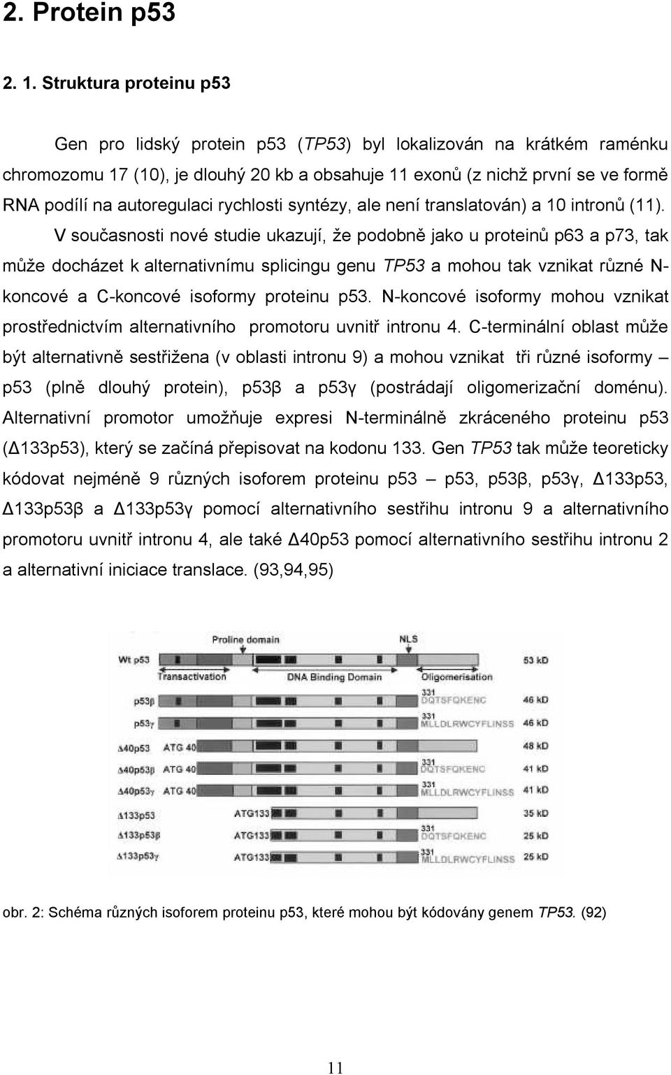 autoregulaci rychlosti syntézy, ale není translatován) a 10 intronů (11).