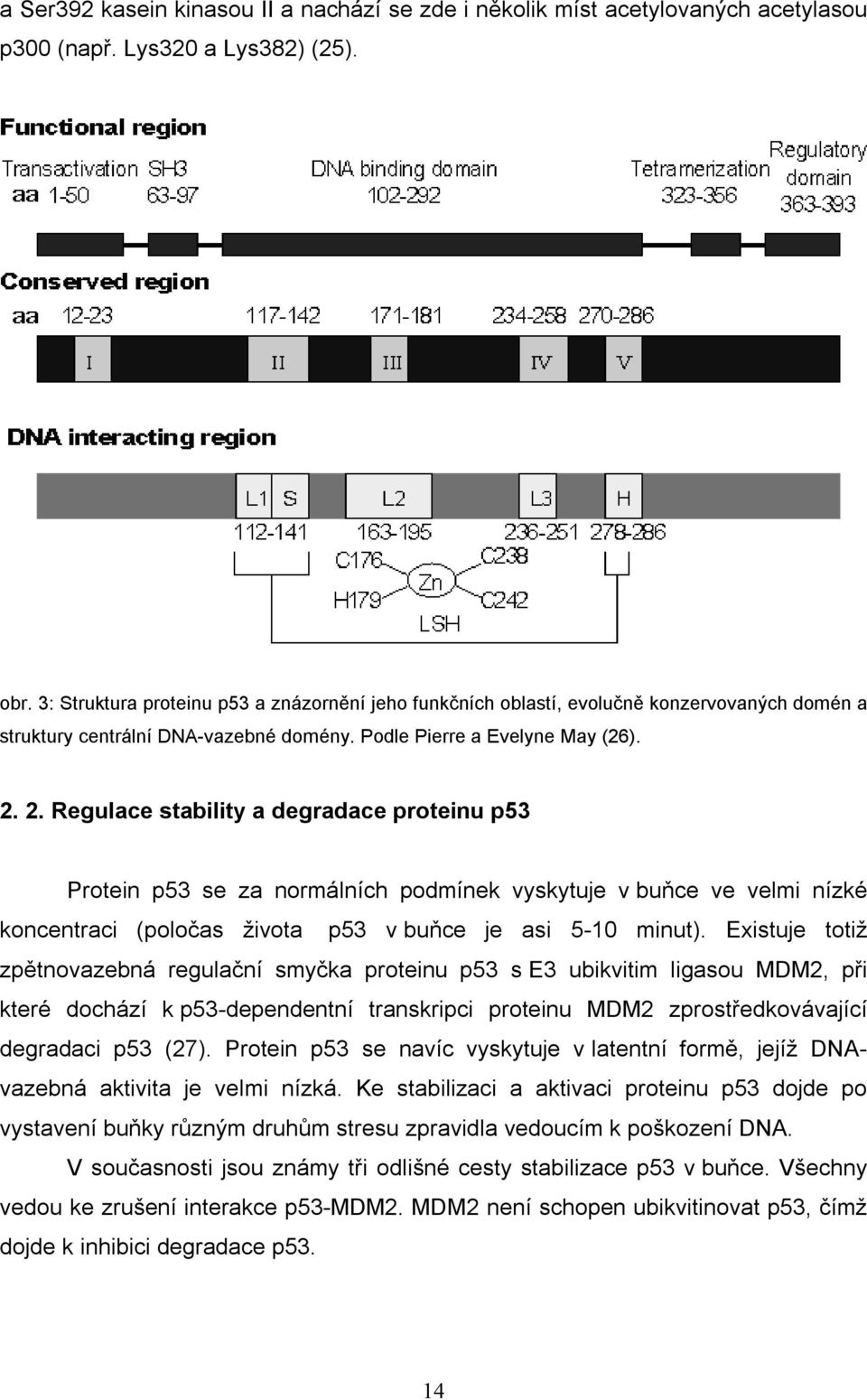 2. Regulace stability a degradace proteinu p53 Protein p53 se za normálních podmínek vyskytuje v buňce ve velmi nízké koncentraci (poločas života p53 v buňce je asi 5-10 minut).