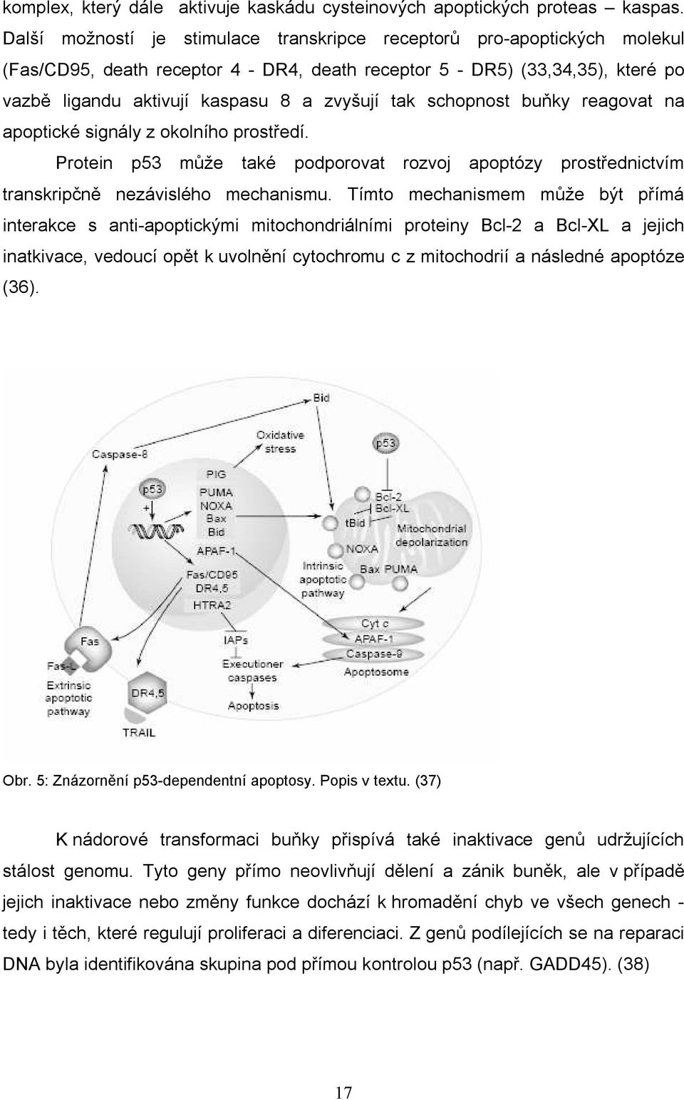 tak schopnost buňky reagovat na apoptické signály z okolního prostředí. Protein p53 může také podporovat rozvoj apoptózy prostřednictvím transkripčně nezávislého mechanismu.