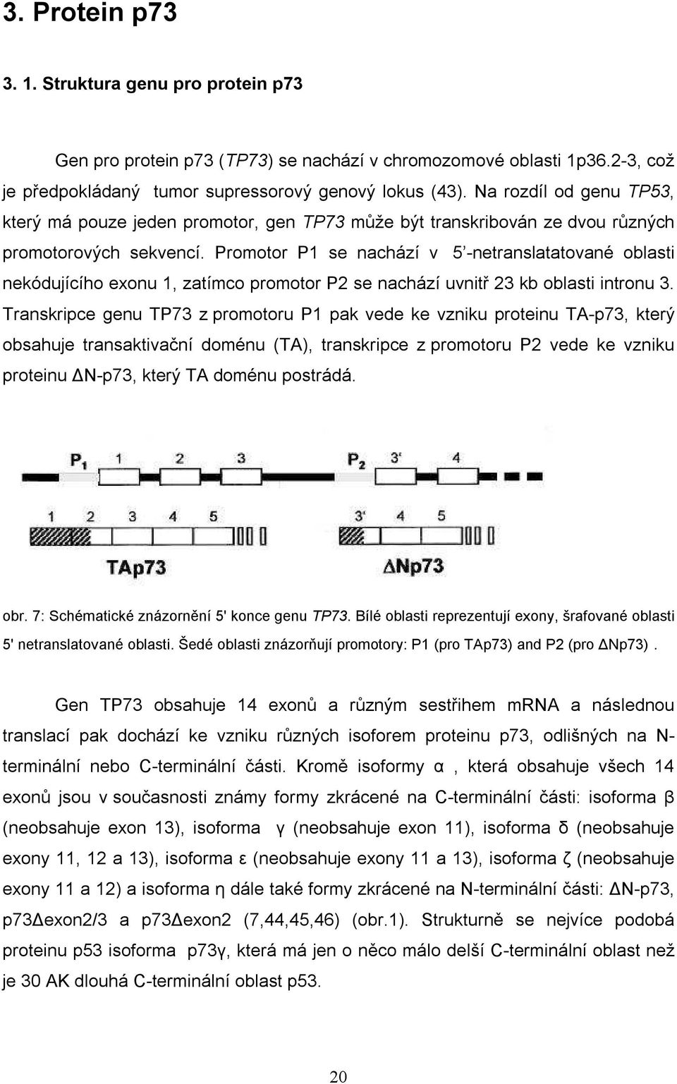 Promotor P1 se nachází v 5 -netranslatatované oblasti nekódujícího exonu 1, zatímco promotor P2 se nachází uvnitř 23 kb oblasti intronu 3.