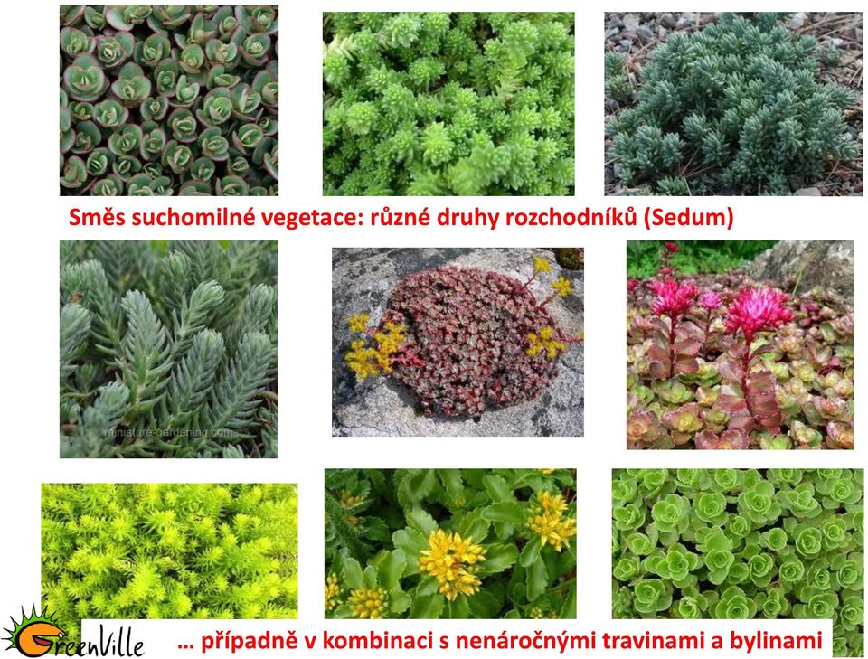 (Sedum) případně v kombinaci