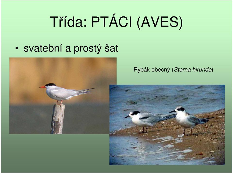 prostý šat Rybák