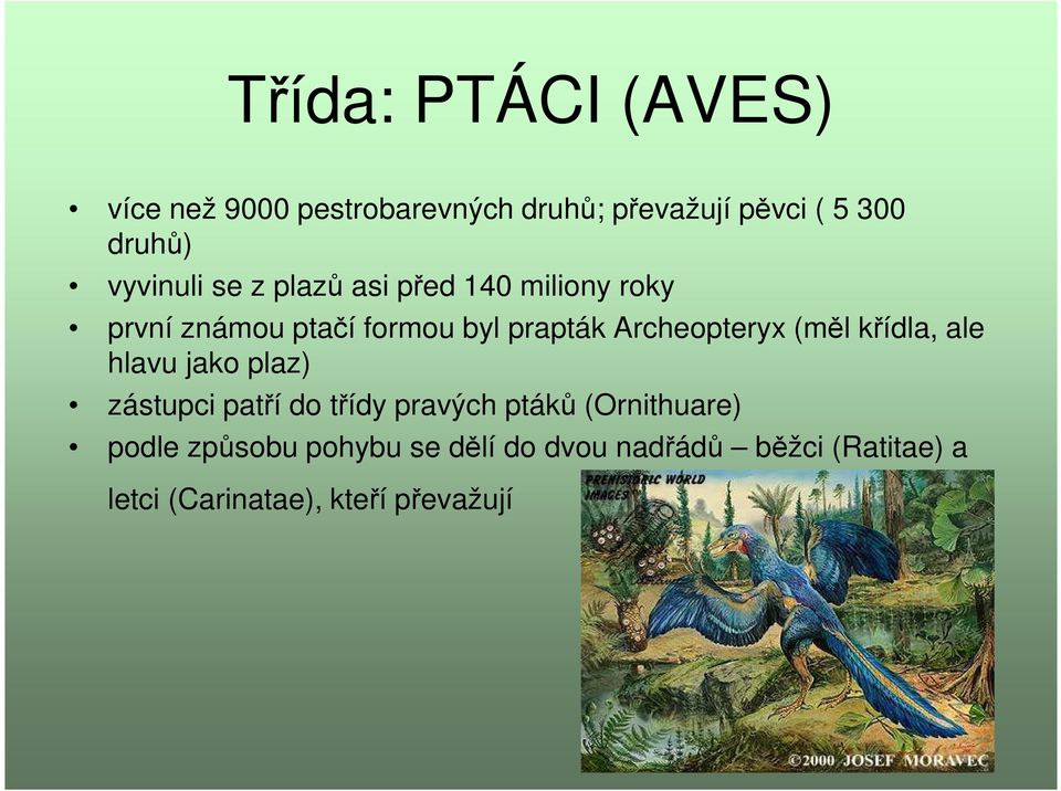 Archeopteryx (měl křídla, ale hlavu jako plaz) zástupci patří do třídy pravých ptáků