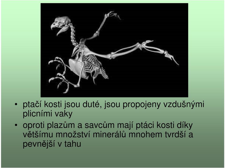 savcům mají ptáci kosti díky většímu