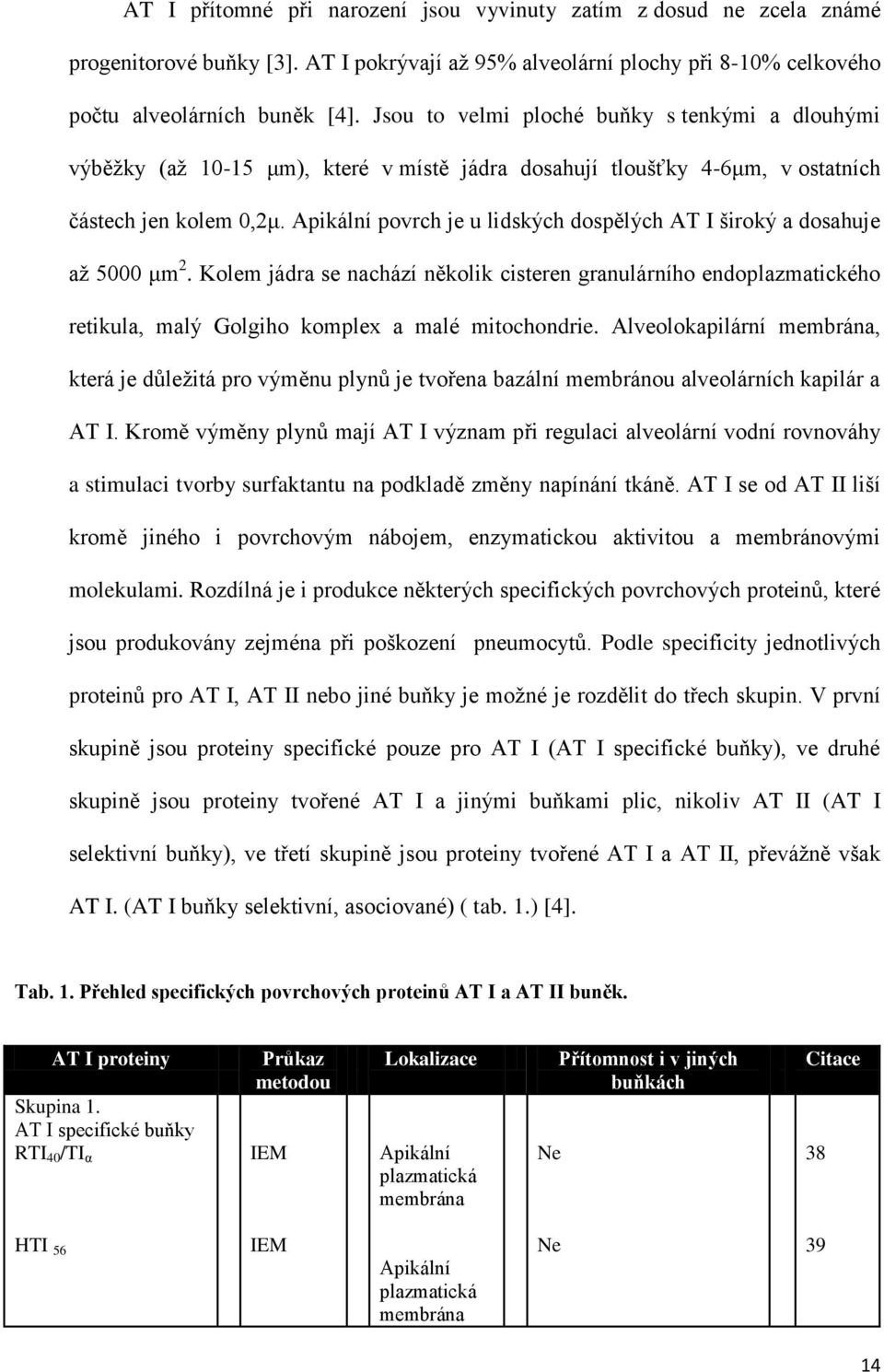 Apikální povrch je u lidských dospělých AT I široký a dosahuje až 5000 μm 2. Kolem jádra se nachází několik cisteren granulárního endoplazmatického retikula, malý Golgiho komplex a malé mitochondrie.