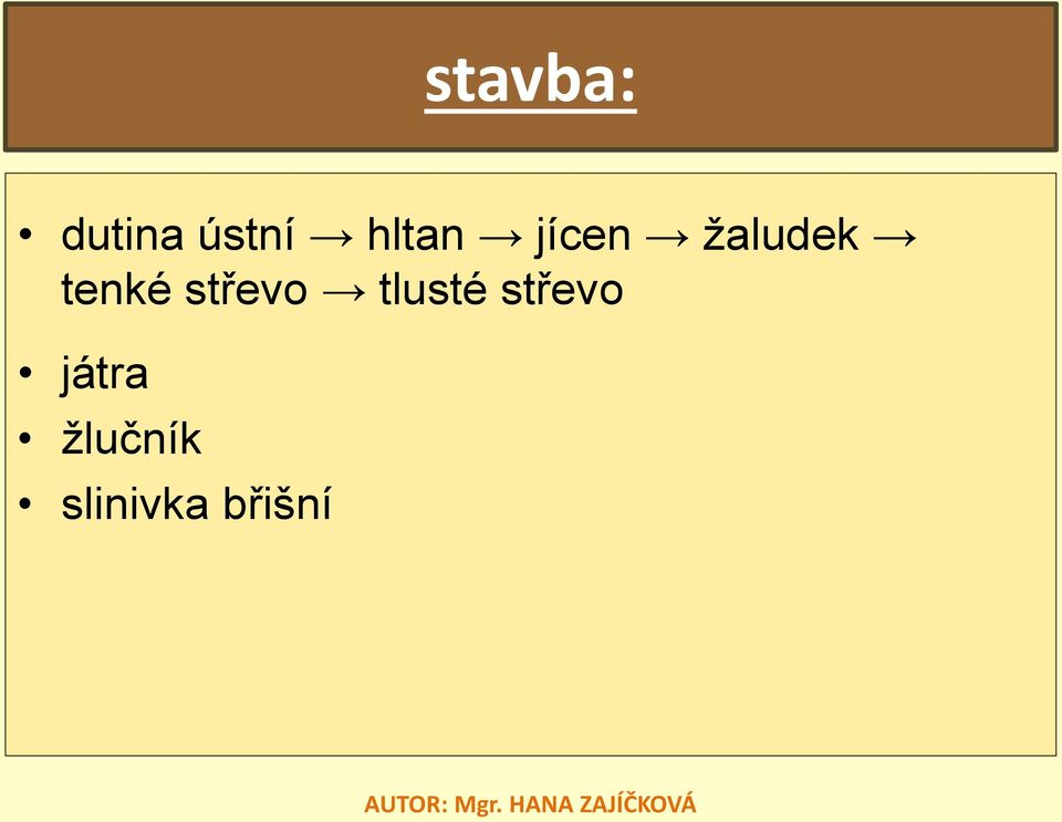 tenké střevo tlusté