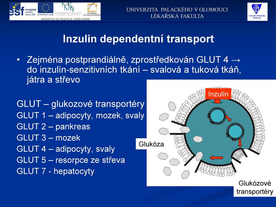 transportéry GLUT 1 adipocyty, mozek, svaly GLUT 2 pankreas GLUT 3 mozek GLUT 4