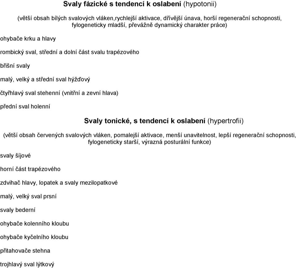 holenní Svaly tonické, s tendencí k oslabení (hypertrofii) (větší obsah červených svalových vláken, pomalejší aktivace, menší unavitelnost, lepší regenerační schopnosti, fylogeneticky starší, výrazná