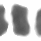 A B C D Obrázek 15. Karyogramy samců C. lectularius z mitotické prometafáze a metafáze II A: Prometafáze II, 623m03, n = 16.