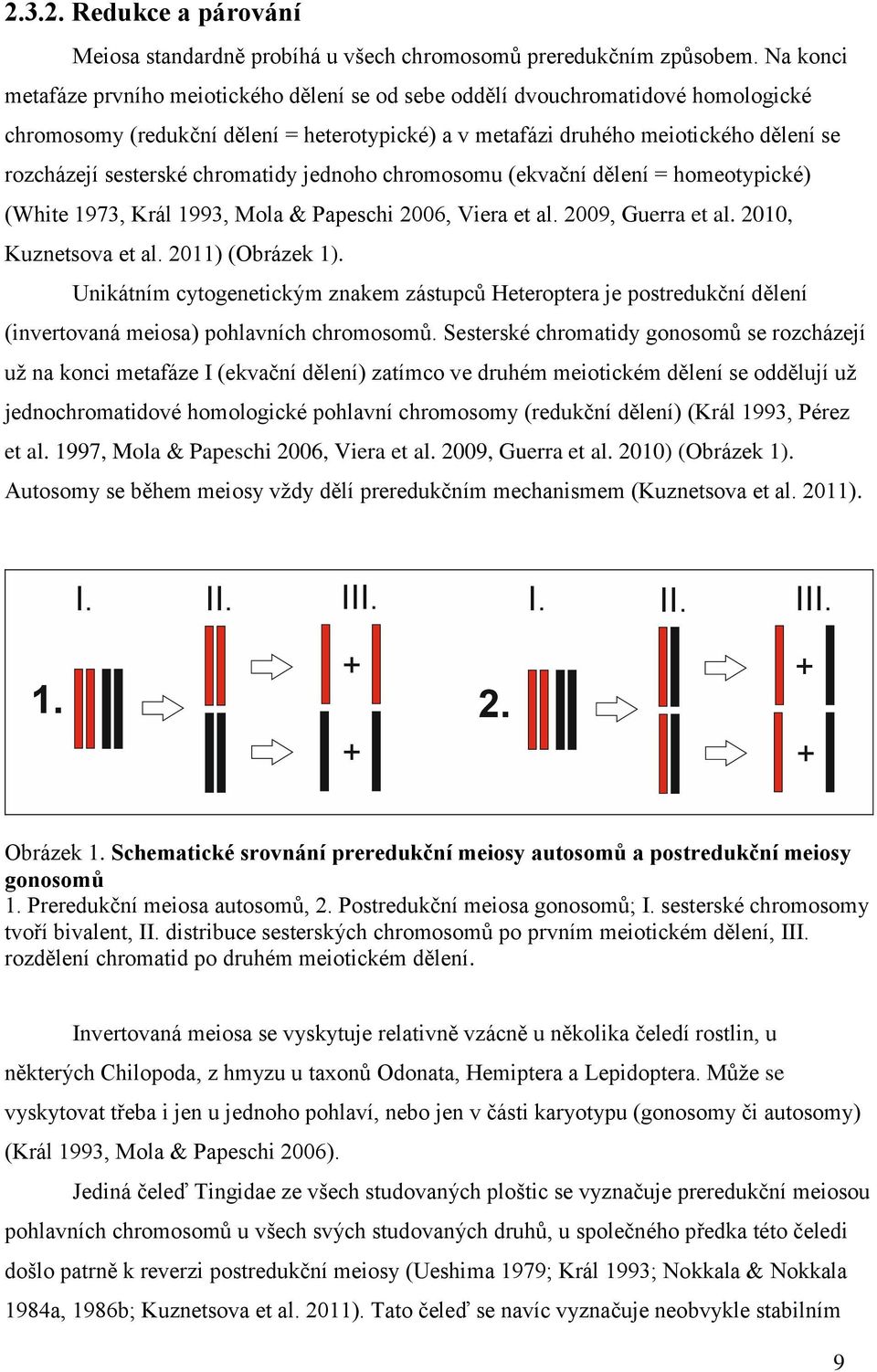 sesterské chromatidy jednoho chromosomu (ekvační dělení = homeotypické) (White 1973, Král 1993, Mola & Papeschi 2006, Viera et al. 2009, Guerra et al. 2010, Kuznetsova et al. 2011) (Obrázek 1).