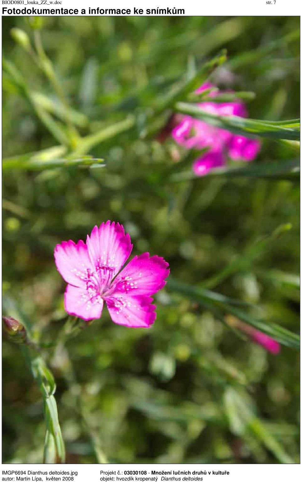 IMGP6694 Dianthus deltoides.