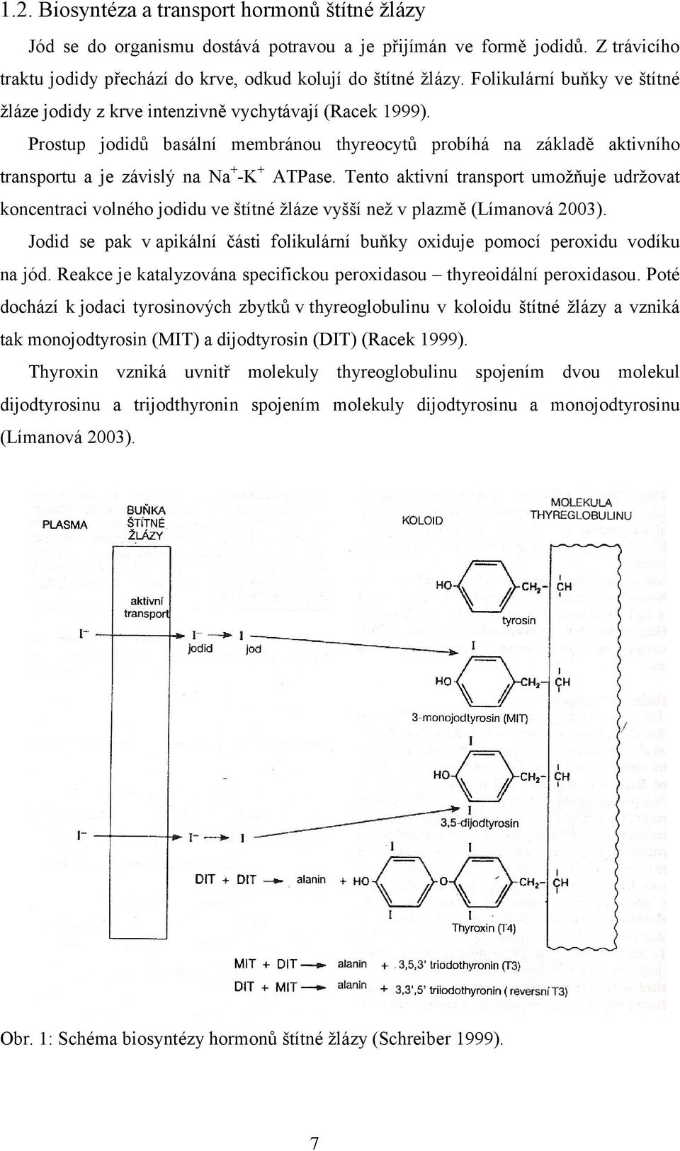 Prostup jodidů basální membránou thyreocytů probíhá na základě aktivního transportu a je závislý na Na + -K + ATPase.