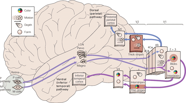 Thalamus, Corpus geniculatum laterale První reorganizace info z nerv.vzruchu Dorsální dráha Visuoprostorové funkce, ne stat.