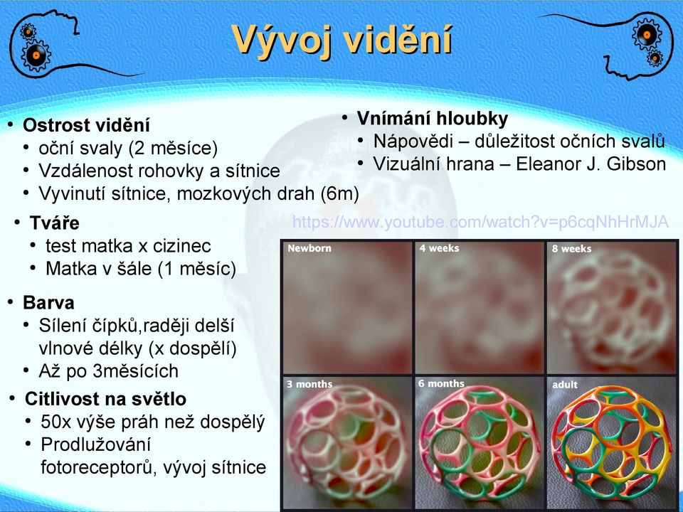 Gibson Vzdálenost rohovky a sítnice Vyvinutí sítnice, mozkových drah (6m) Tváře test matka x cizinec Matka v šále