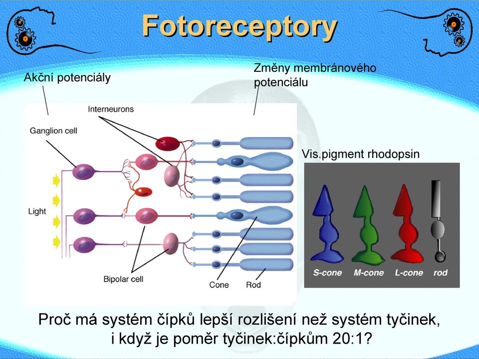 pigment rhodopsin Proč má systém čípků