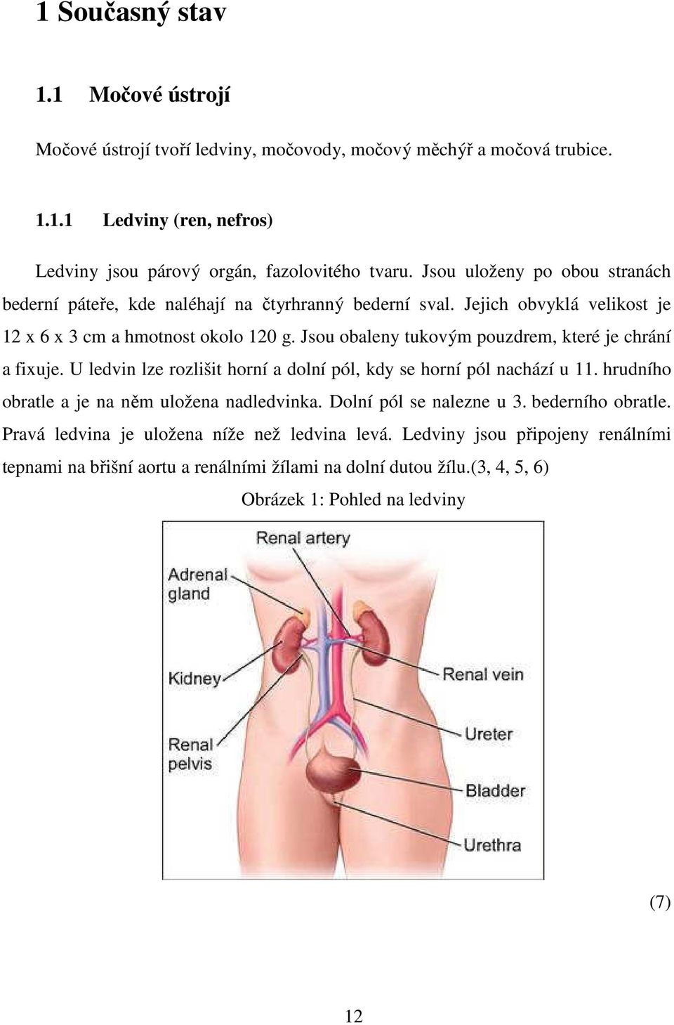 Jsou obaleny tukovým pouzdrem, které je chrání a fixuje. U ledvin lze rozlišit horní a dolní pól, kdy se horní pól nachází u 11. hrudního obratle a je na něm uložena nadledvinka.