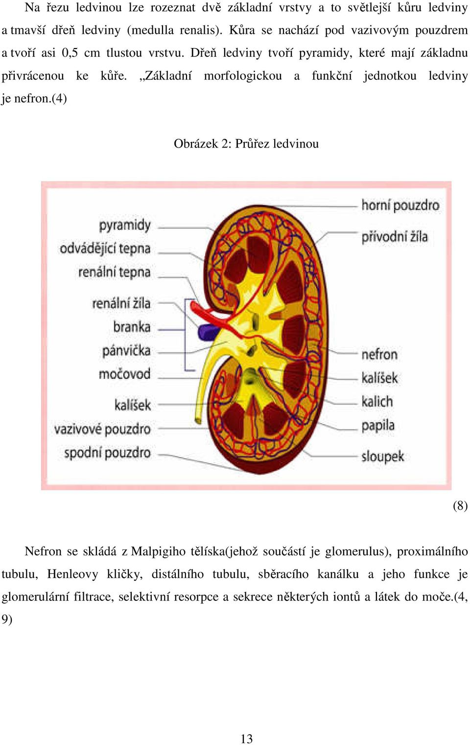 Základní morfologickou a funkční jednotkou ledviny je nefron.