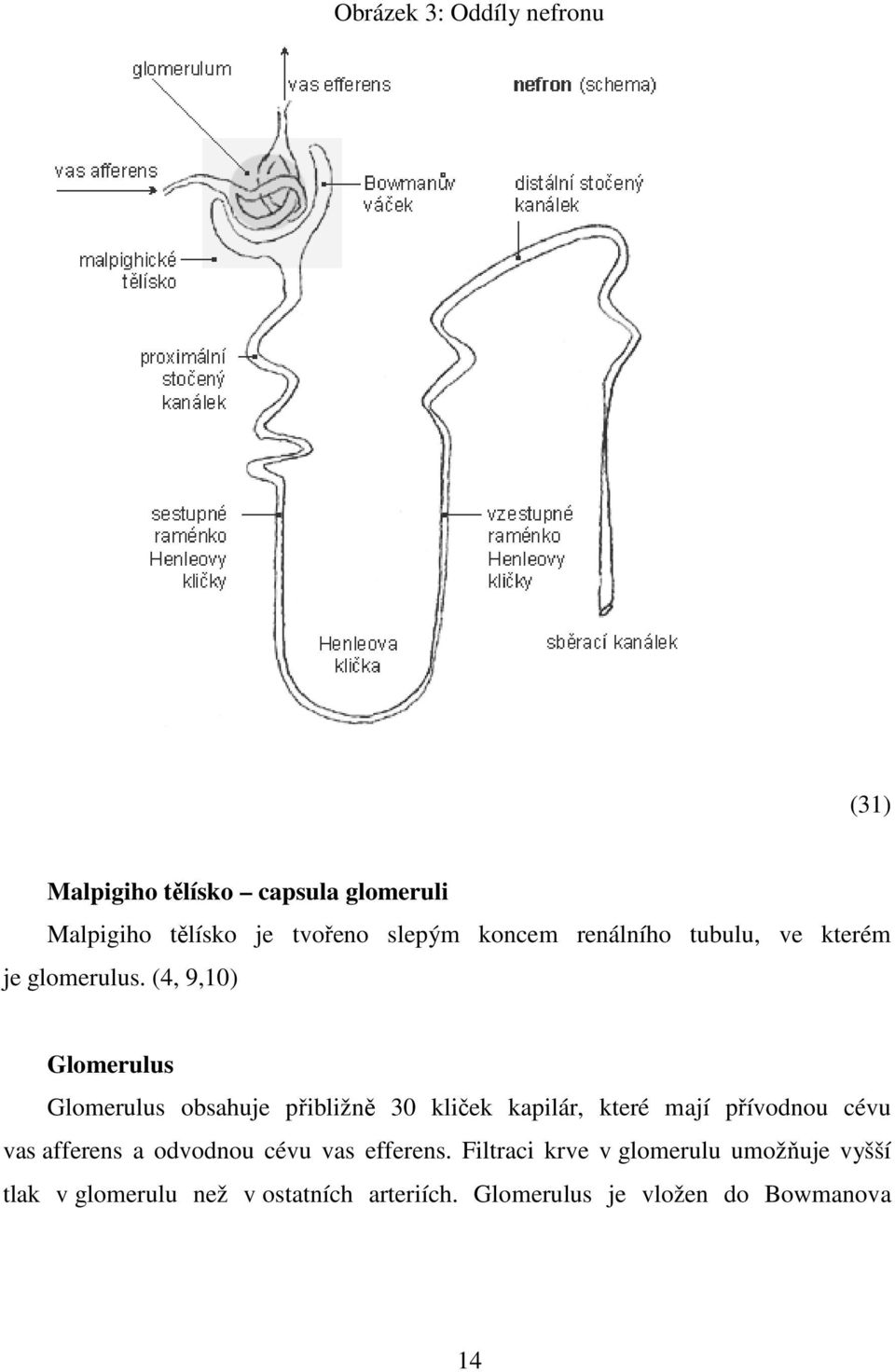 (4, 9,10) Glomerulus Glomerulus obsahuje přibližně 30 kliček kapilár, které mají přívodnou cévu vas