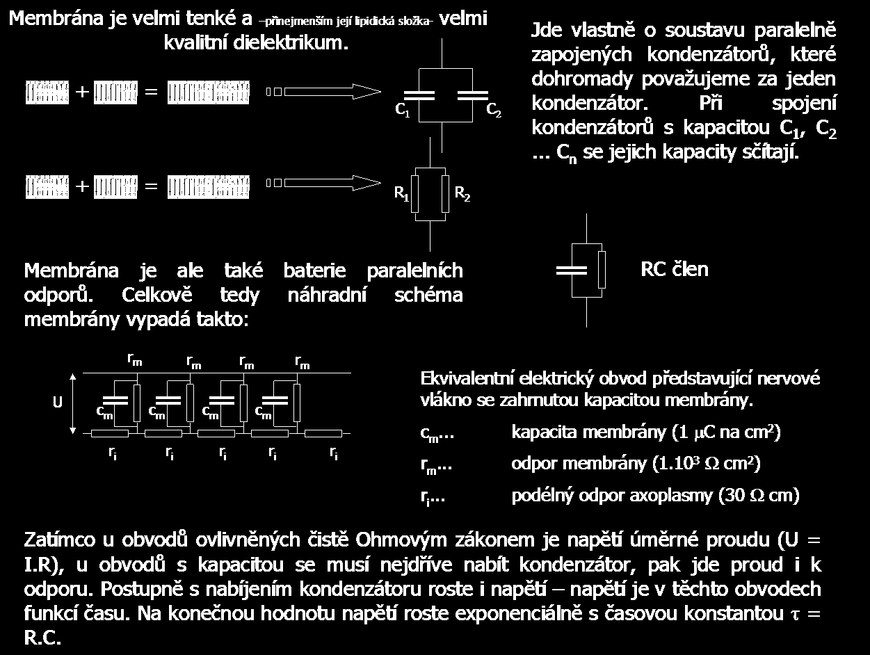 Typická kapacita membrány neuronu je 1 F (na cm 2 ). Modelová buňka o průměru 25 m a povrchu 8.10-5 cm 2 (8 000 m 2 ) má tedy celkovou kapacitu membrány 8.10-11 F, tj. 80 pf.